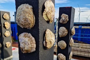 Solution for restoring oyster reefs installed in Luchterduinen offshore wind farm oyster reefs 300 200